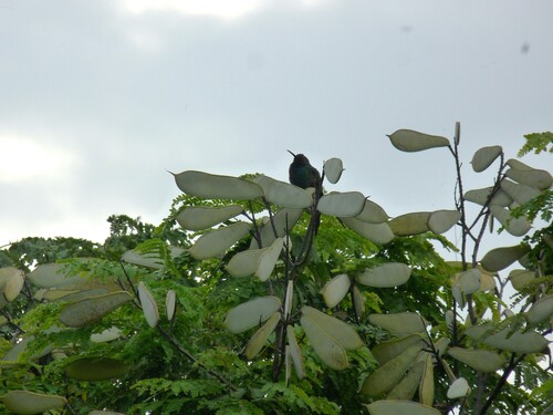 Swallow-tailed Hummingbird