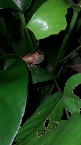 Common Shrub Frog