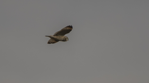 Short-eared Owl