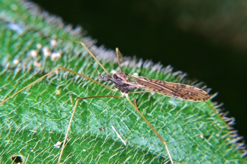 Epiphragma nigripleuralis