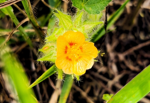 Tropical Fanpetals