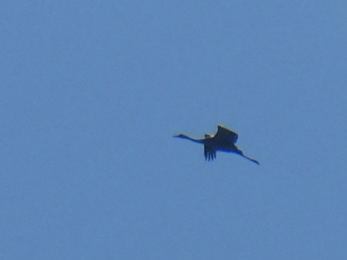 Common Crane