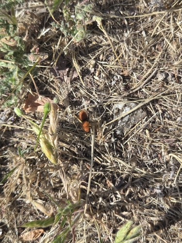iNaturalist observation photo of Dasymutilla