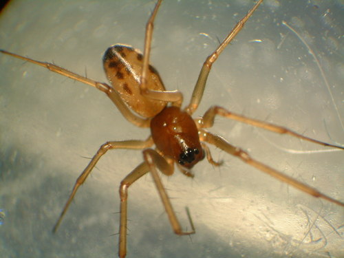 Neriene variabilis