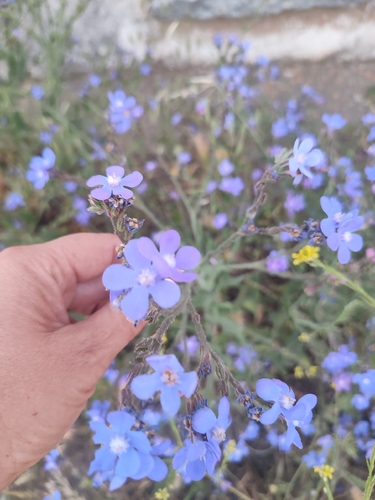 Italian Bugloss