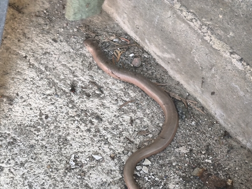 Common Slowworm