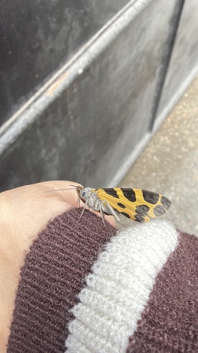 Pantherodes pardalaria