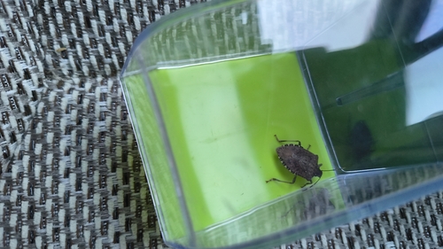 Brown Marmorated Stink Bug