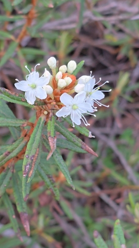 marsh Labrador tea