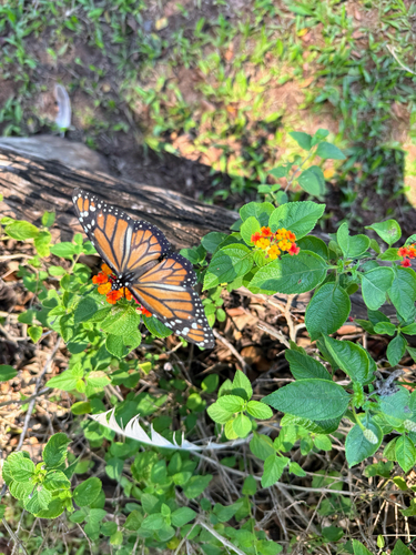 Southern Monarch