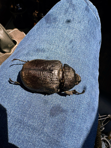 Megasoma janus janus