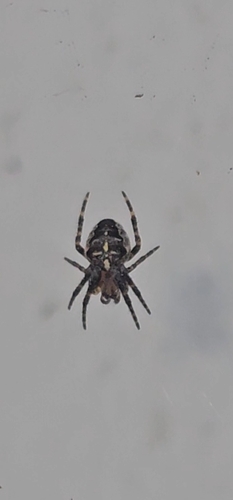 Cross Orbweaver