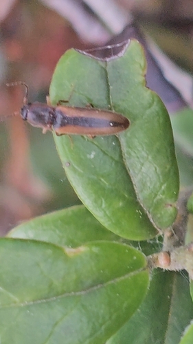 margined click beetle