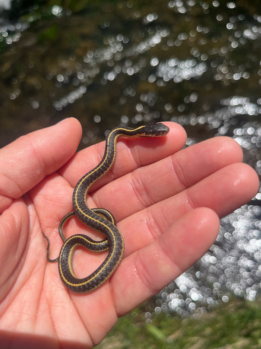 iNaturalist observation photo of Western Terrestrial Garter Snake