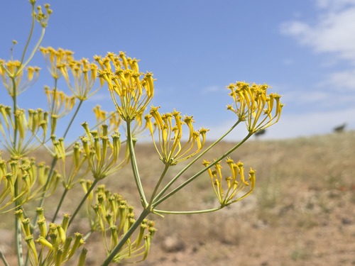 Mediterranean Heptaptera