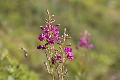Siauralapis gaurometis nuotrauka