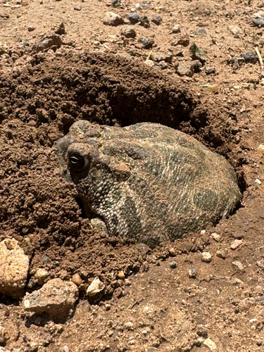 Great Plains Toad