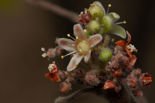 Cyrtocarpa