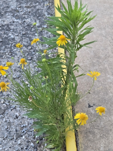 Bitterweed
