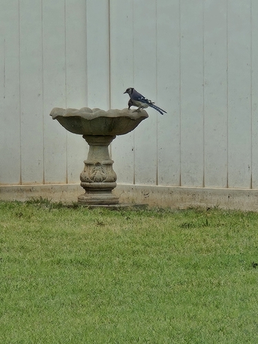 Blue Jay