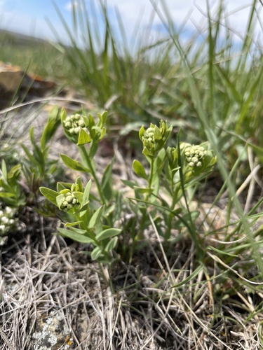 bastard toadflax