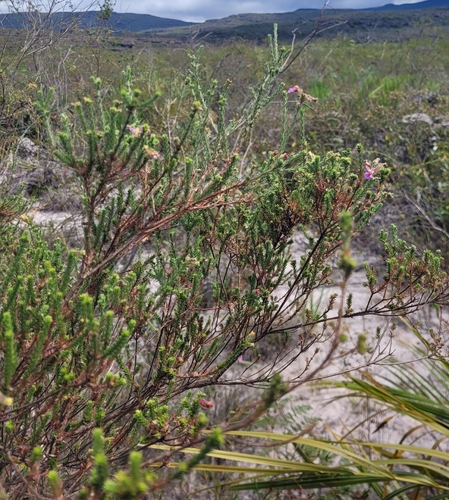 Cuphea ericoides