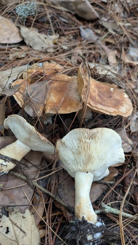 Bitter Brown Leucopax