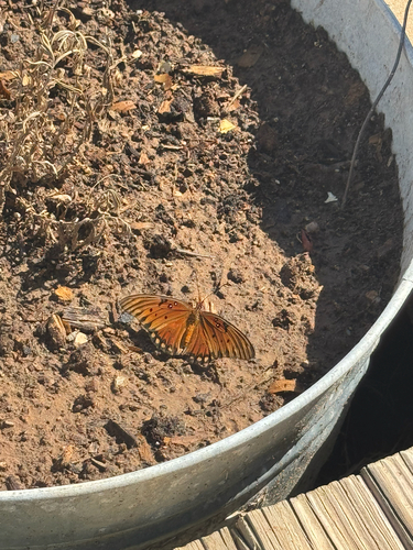 Gulf Fritillary