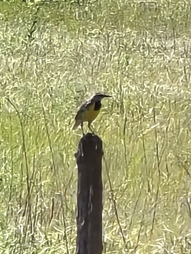 Eastern Meadowlark