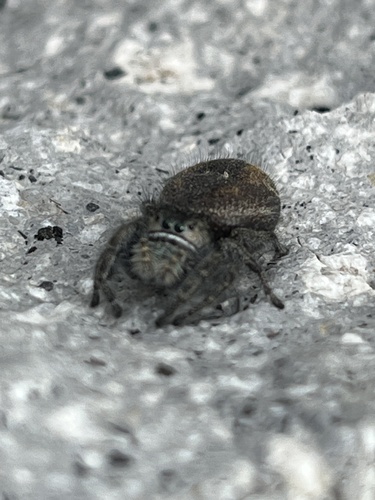 Johnson's Jumping Spider