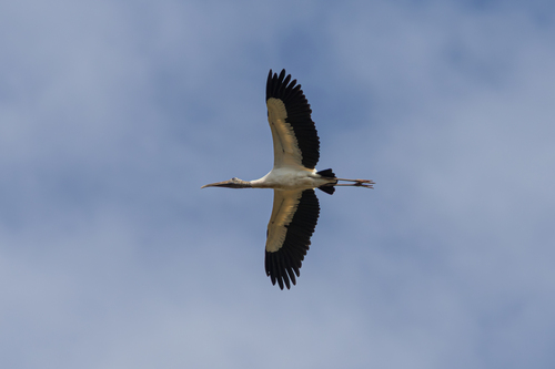 Wood Stork