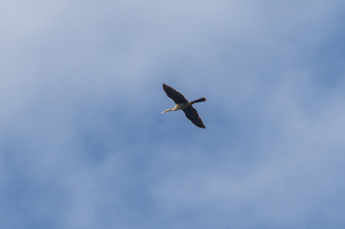 Anhinga