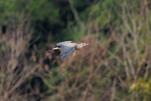 Whistling Heron
