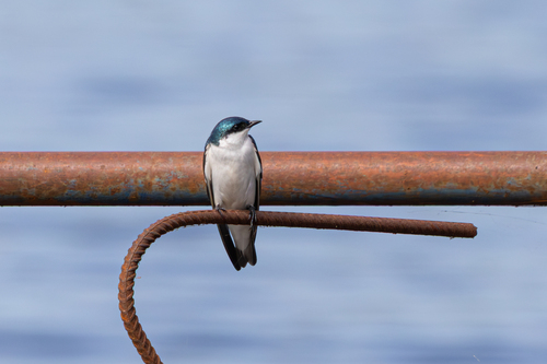 White-winged Swallow