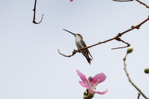 Blue-tufted Starthroat