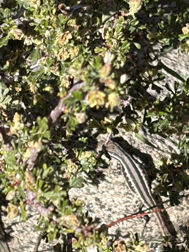 iNaturalist observation photo of Sceloporine Lizards