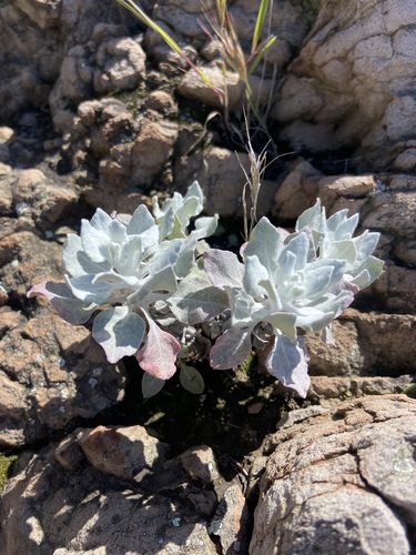 Conejo Buckwheat foliage