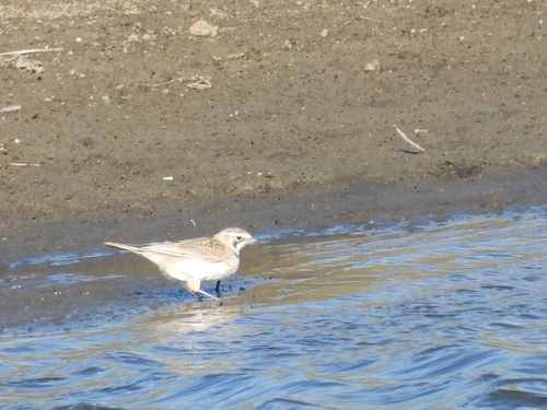 Horned Lark
