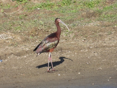 White-faced Ibis