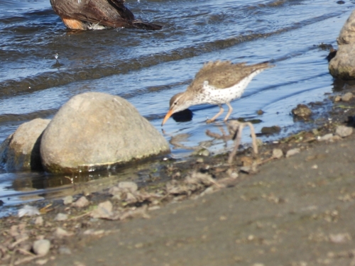 Spotted Sandpiper
