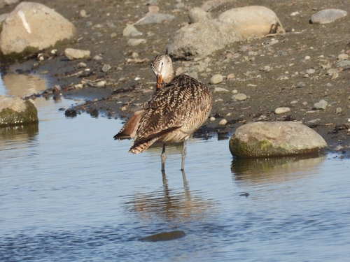 Marbled Godwit