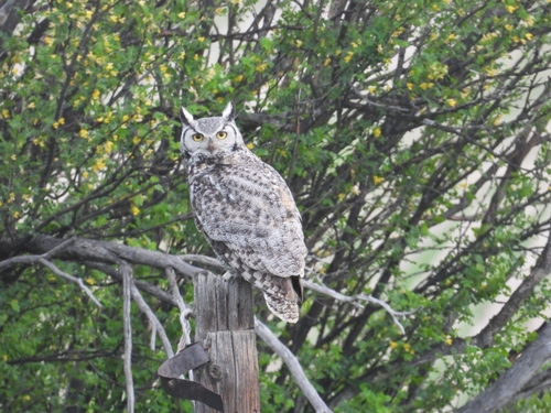 Great Horned Owl