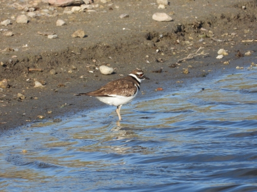 Killdeer