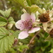 Rubus friesiorum - Photo (c) Tammo Reichgelt, όλα τα δικαιώματα διατηρούνται