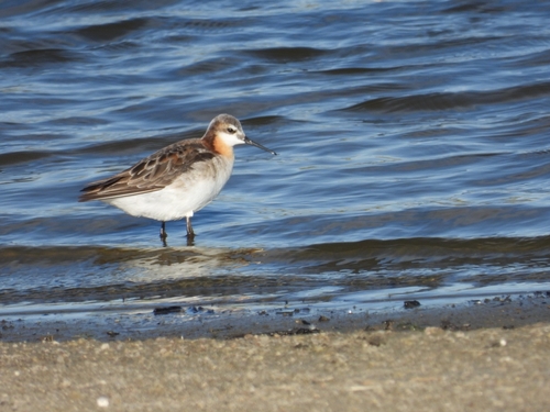 Wilson's Phalarope