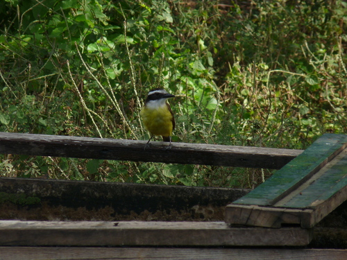 Great Kiskadee