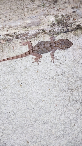Moorish Gecko