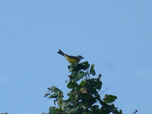 Tropical Kingbird