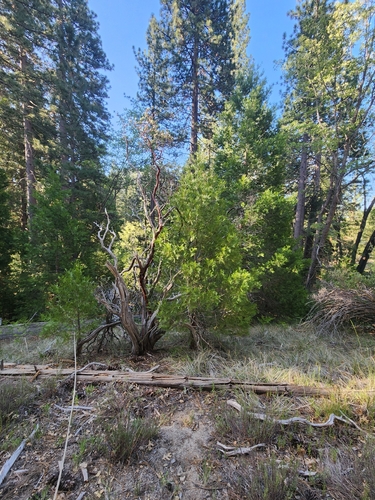 iNaturalist observation photo of Vascular Plants