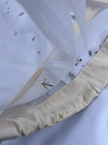 iNaturalist observation photo of Wingless Hangingfly